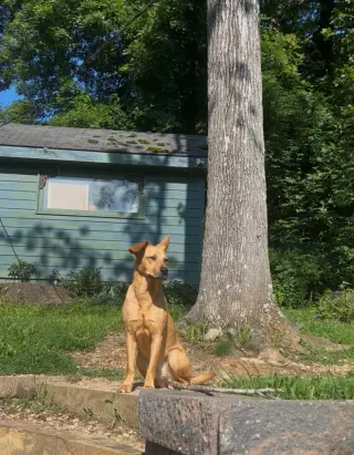 Piper