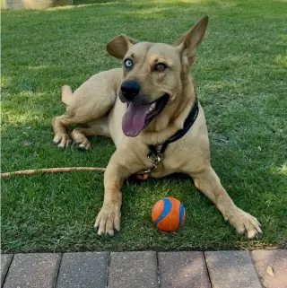 Piper