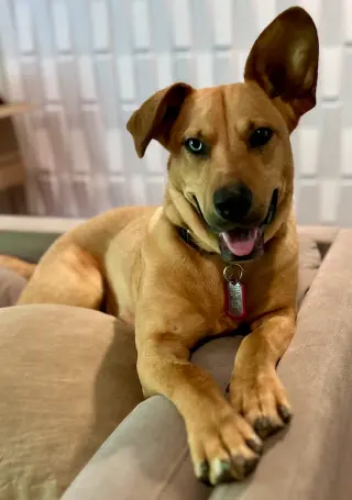 Piper