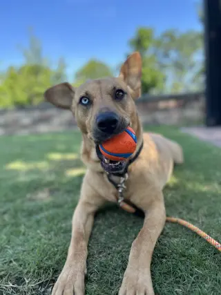Piper