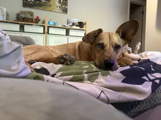 Piper