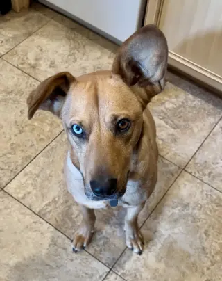 Piper