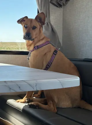 Piper