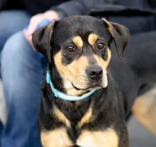 Lulu