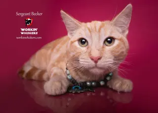 SERGEANT BECKER