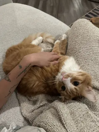 Mango