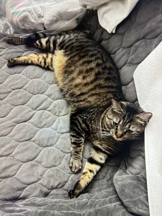 Timmy