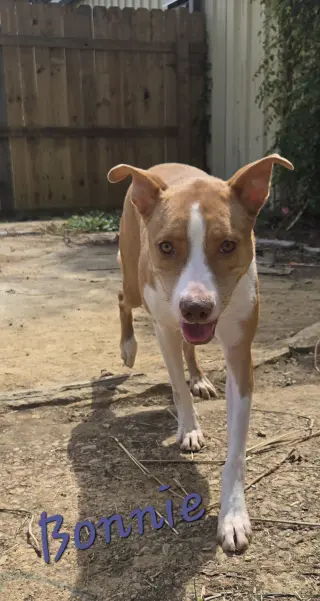 Bonnie