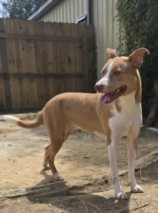 Bonnie