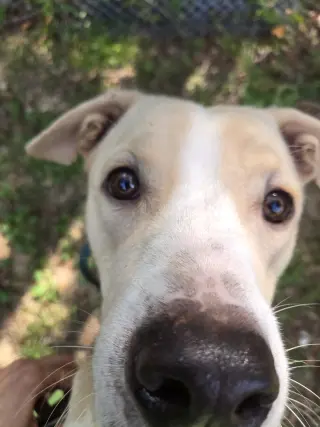 Clyde