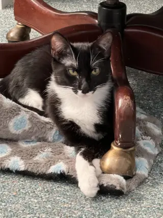 Nyx