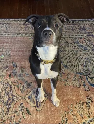 Princess Poppy