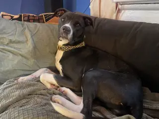 Princess Poppy