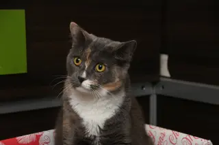 Mango