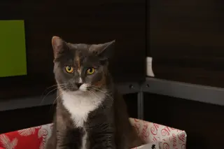 Mango