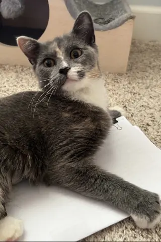 Mango
