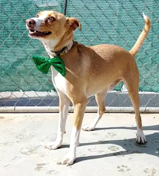 Milo