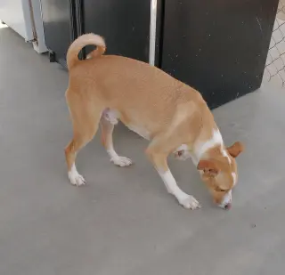 Milo