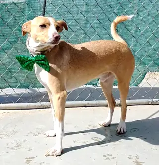 Milo