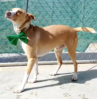 Milo