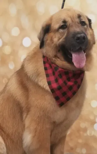 RANDY (COURTESY POST)