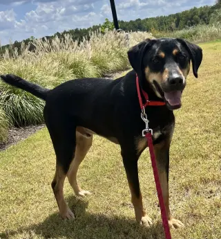 Koda