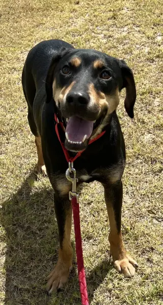 Koda