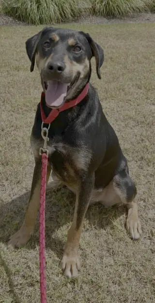 Koda