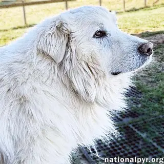 Snow Bear in VA - Enjoys Ear Rubs & Sunbathing!