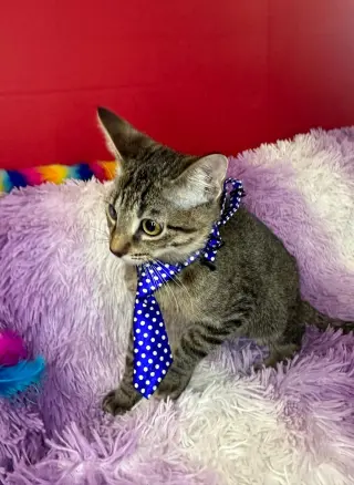 BARTHOLOMEW