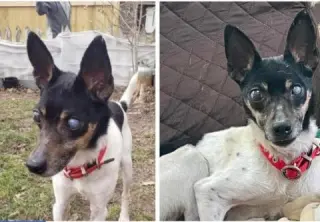 Pepe - In a Foster Home!
