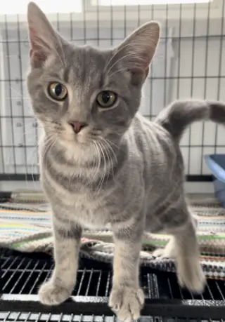 Sterling