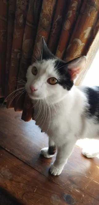 Biscuit