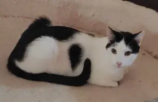 Biscuit