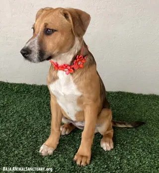 Chloe