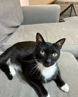 Carlos Santana