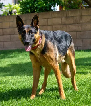 Phoenix - Adopt Me!