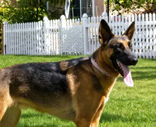 Xander - Adopt Me!
