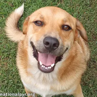 Big Red in LA - Super Sweet Guy Loves Attention!