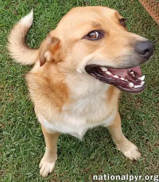 Big Red in LA - Super Sweet Guy Loves Attention!