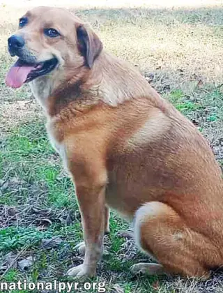 Big Red in LA - Super Sweet Guy Loves Attention!