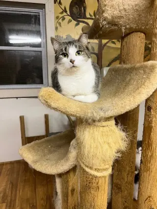 Tiki