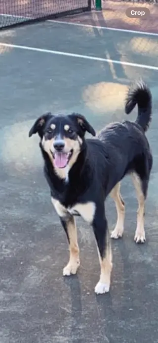 BAILEY (BONDED W/COOPER)(COURTESY POST)