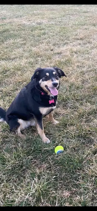 BAILEY (BONDED W/COOPER)(COURTESY POST)