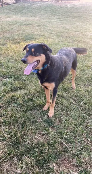 COOPER (BONDED W/BAILEY) (COURTESY POST)