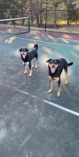 COOPER (BONDED W/BAILEY) (COURTESY POST)