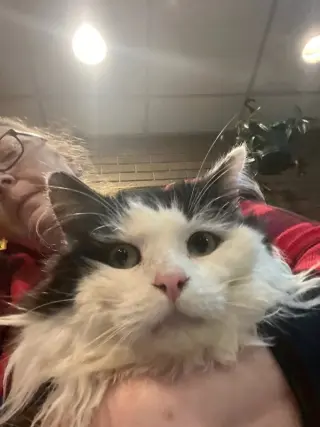 Bramble