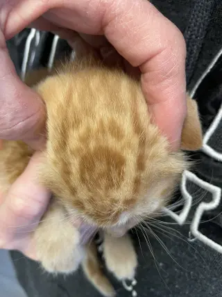 Butters