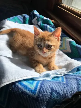 Butters