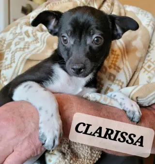 Clarrisa
